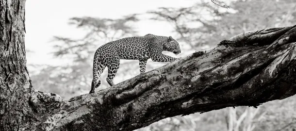 Natural World & Wildlife